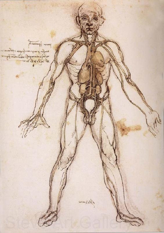LEONARDO da Vinci You branching of the Blutgefabe, anatomical figure with heart kidneys and Blutgefaben Norge oil painting art